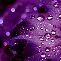 purplerain.jpg
