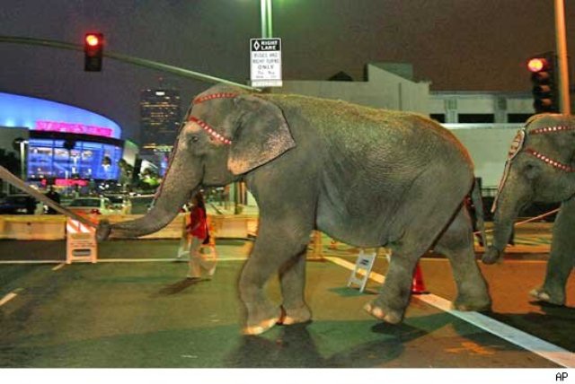 Barnum circus in LA during Michael Jackson memorial